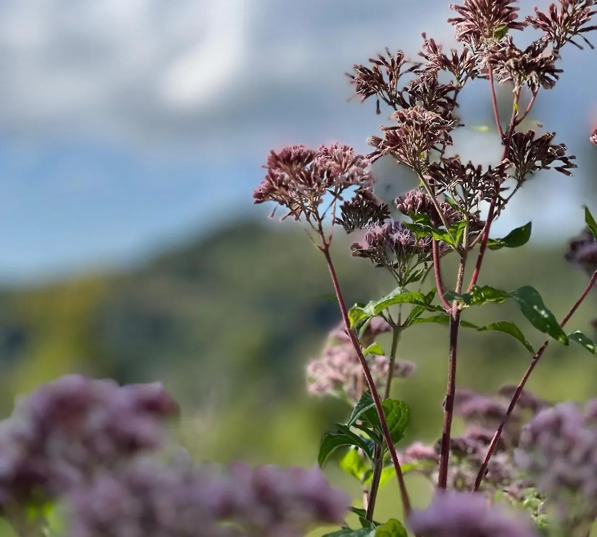 別荘 Casa Ferrara Di Monte Baldoヴィラ イタリア